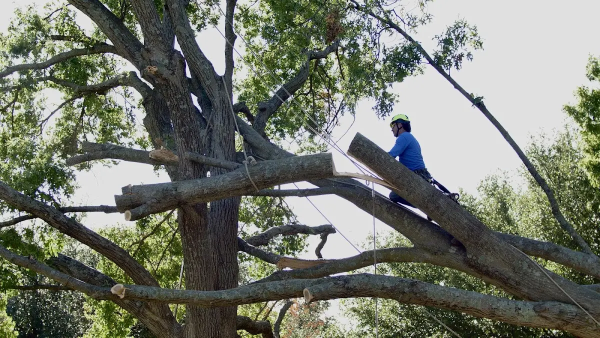 Professional Crown Thinning performed by certified arborists in Kurten